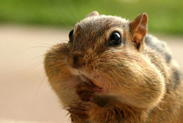 Stok mevsimi sincapların zekalarını arttırıyor - Resim: 3