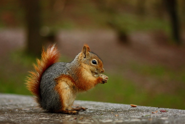 Stok mevsimi sincapların zekalarını arttırıyor - Resim: 4