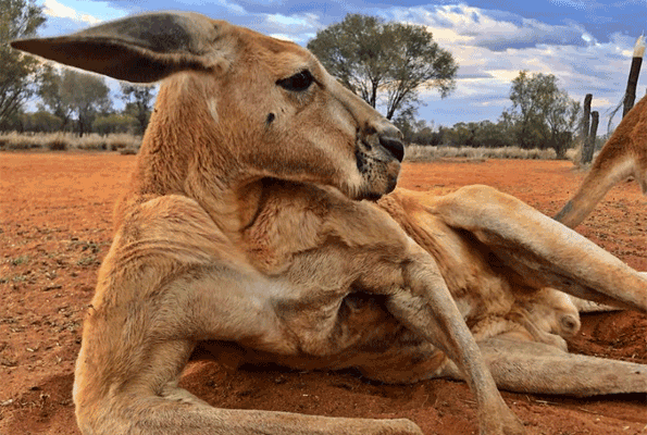 Kasları ile efsane kangurudan kötü haber - Resim: 2