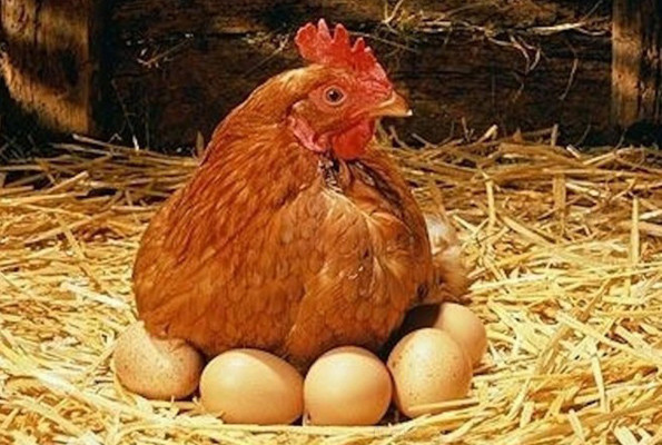 900 gramlık tavuklar 4,2 kiloya çıktı! Tavuklar yeni bir tür haline geldi - Resim: 1