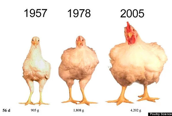 900 gramlık tavuklar 4,2 kiloya çıktı! Tavuklar yeni bir tür haline geldi - Resim: 2