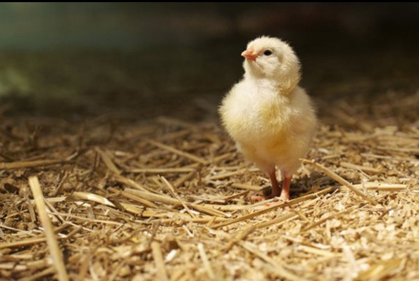 900 gramlık tavuklar 4,2 kiloya çıktı! Tavuklar yeni bir tür haline geldi - Resim: 3