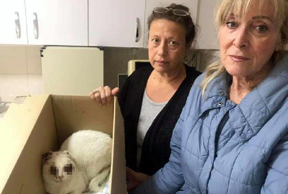 Vahşet devam ediyor! Kedinin gözlerini oydular kulaklarını kestiler - Resim: 1