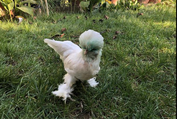 Bu tavukların fiyatı tam 10 bin TL yemelik değil hediyelik - Resim: 1