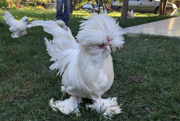 Bu tavukların fiyatı tam 10 bin TL yemelik değil hediyelik - Resim: 2