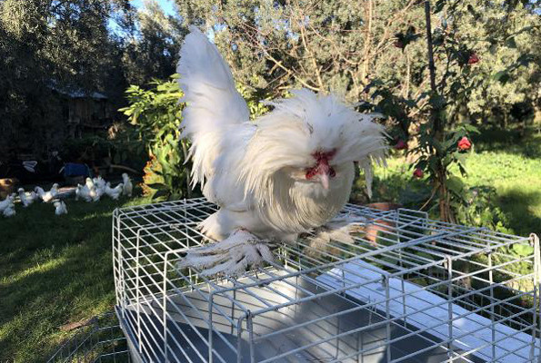 Bu tavukların fiyatı tam 10 bin TL yemelik değil hediyelik - Resim: 3