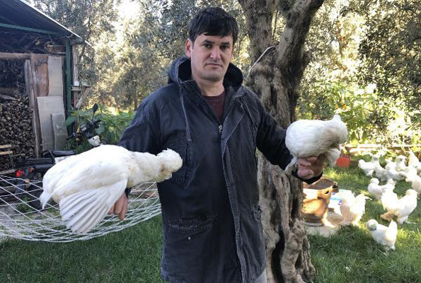 Bu tavukların fiyatı tam 10 bin TL yemelik değil hediyelik - Resim: 4