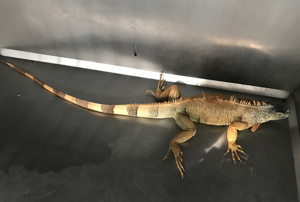 Mahallede iguana endişesi vatandaşlar sokak ortasında gördü - Resim: 2