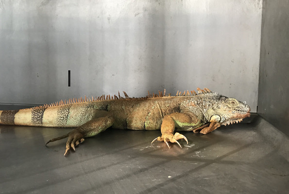 Mahallede iguana endişesi vatandaşlar sokak ortasında gördü - Resim: 3