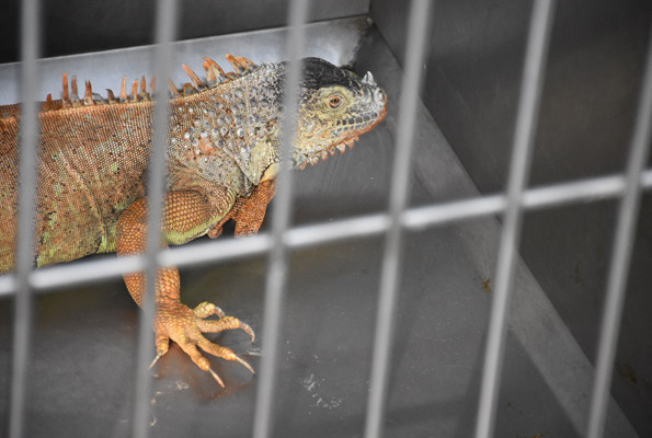 Mahallede iguana endişesi vatandaşlar sokak ortasında gördü - Resim: 4