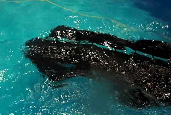 Robotlar yüzmeye başladı vatoz balığına benziyor - Resim: 4