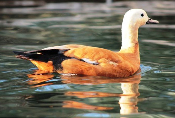 Angut kuşu eşi ölünce göç etmeyi bıraktı Osmaniye'ye yerleşti - Resim: 1