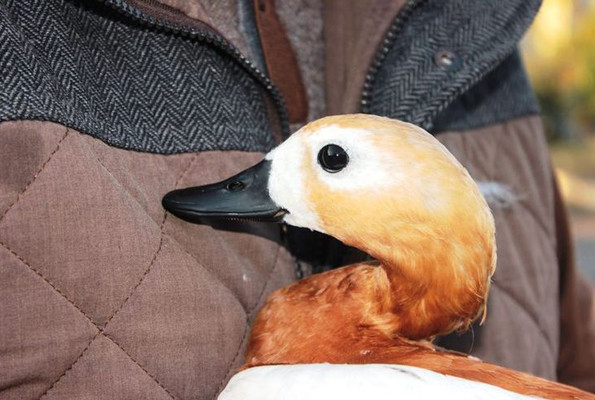 Angut kuşu eşi ölünce göç etmeyi bıraktı Osmaniye'ye yerleşti - Resim: 2