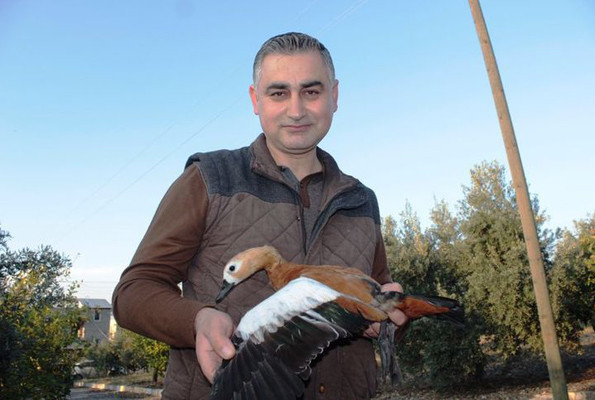 Angut kuşu eşi ölünce göç etmeyi bıraktı Osmaniye'ye yerleşti - Resim: 3