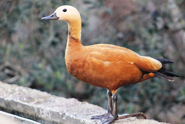 Angut kuşu eşi ölünce göç etmeyi bıraktı Osmaniye'ye yerleşti - Resim: 4