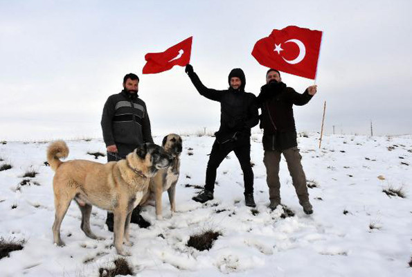 İtalya’yı kurtlar sardı çare Sivas Kangalı’nda arandı - Resim: 1