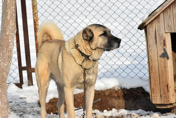 İtalya’yı kurtlar sardı çare Sivas Kangalı’nda arandı - Resim: 2