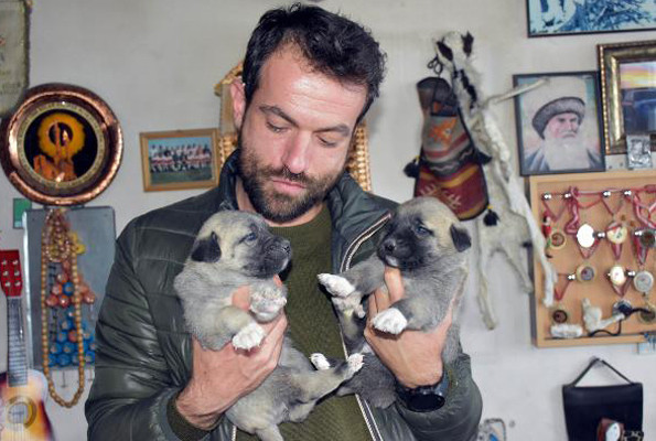 İtalya’yı kurtlar sardı çare Sivas Kangalı’nda arandı - Resim: 4