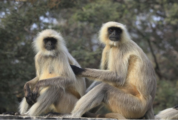 Satın aldıkları maymunu canlı canlı yediler kanını içtiler vahşet - Resim: 1