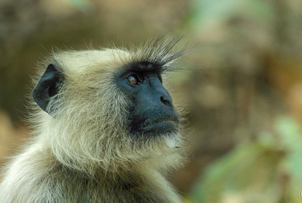 Satın aldıkları maymunu canlı canlı yediler kanını içtiler vahşet - Resim: 2