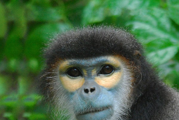 Satın aldıkları maymunu canlı canlı yediler kanını içtiler vahşet - Resim: 3