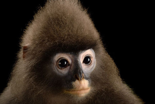 Satın aldıkları maymunu canlı canlı yediler kanını içtiler vahşet - Resim: 4