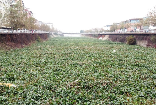 Asi Nehri tarlaya döndü Suriye’den getirdiklerine bakın - Resim: 1