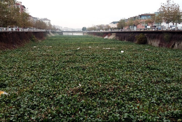 Asi Nehri tarlaya döndü Suriye’den getirdiklerine bakın - Resim: 4
