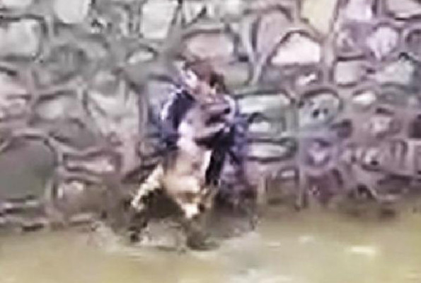 Akıntıya direnen karaca son anda kurtarıldı - Resim: 2