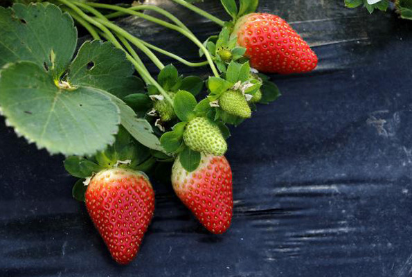Çilekte erkek fide fiyatı 2 katına çıkardı - Resim: 1