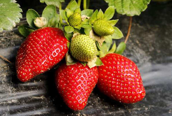 Çilekte erkek fide fiyatı 2 katına çıkardı - Resim: 2