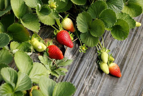 Çilekte erkek fide fiyatı 2 katına çıkardı - Resim: 3