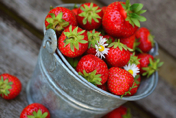 Çilekte erkek fide fiyatı 2 katına çıkardı - Resim: 4