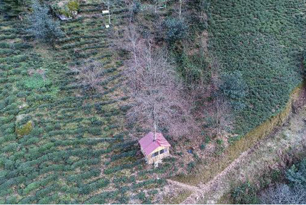 Ağacın gövdesine ev yaptı görenler hayran kaldı - Resim: 4