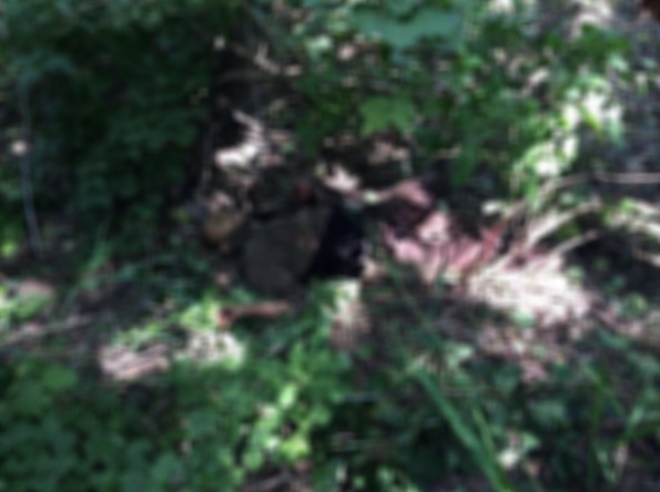 Tunceli'de öldürülen PKK'lıların son halleri biri mavi listedeydi! - Resim: 2