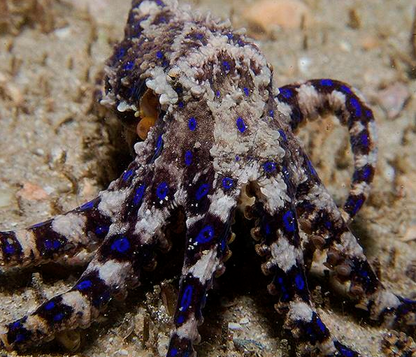 Acı vermeden öldürüyor - Resim: 4