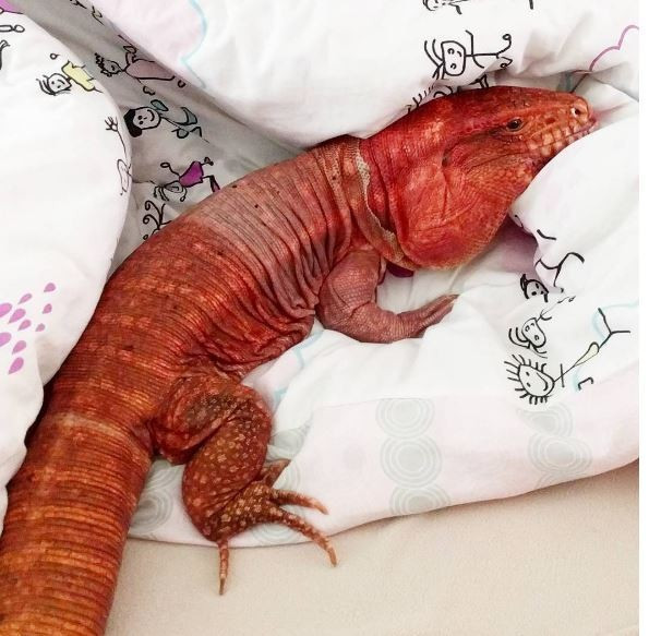 Instagram'da fenomen kertenkele rüzgarı gören inanamıyor - Resim: 1