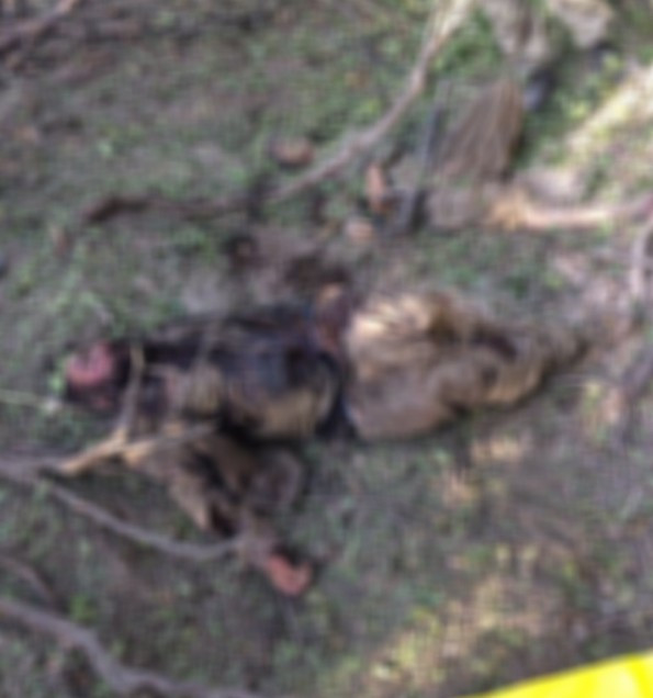 Tunceli'de öldürülen PKK'lıların son halleri biri mavi listedeydi! - Resim: 1