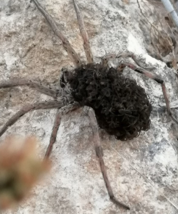 Bilecik'te doğa yürüyüşü yaparken fark edildi görenler şaşkınlığını gizleyemedi - Resim: 2