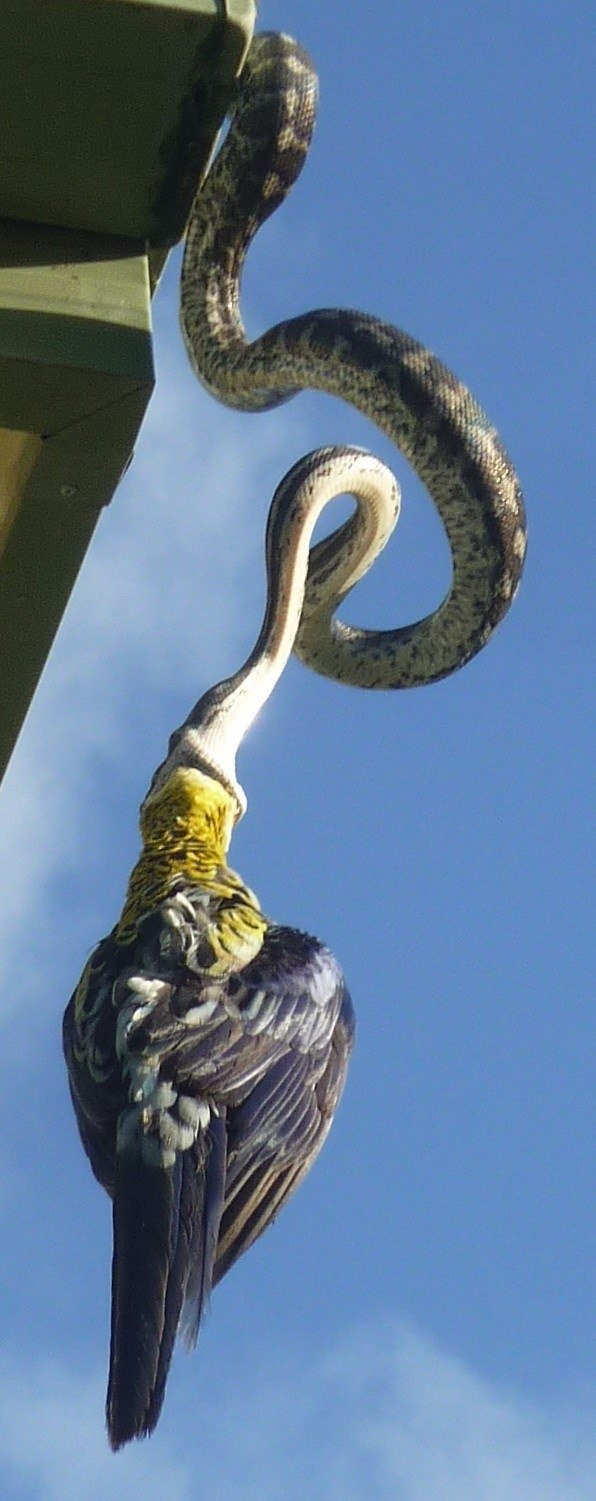 Pencereyi açınca neye uğradını şaşırdı yılan bir anda... - Resim: 4