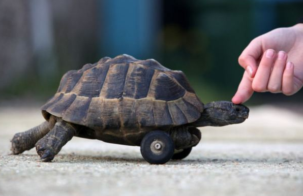 Ayakları kopan kaplumbağaya tekerlek bağladılar - Resim: 4