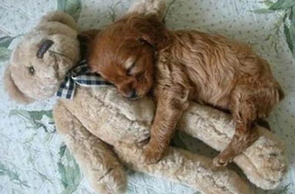 Bu hayvanlar çok komik! - Resim: 1