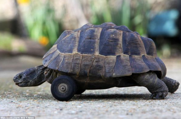 Ayakları kopan kaplumbağaya tekerlek bağladılar - Resim: 3