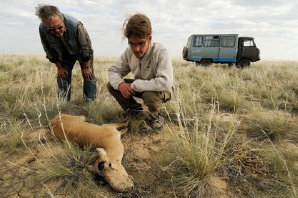 Aniden ölen  200.000 antilobun katili belli oldu - Resim: 2