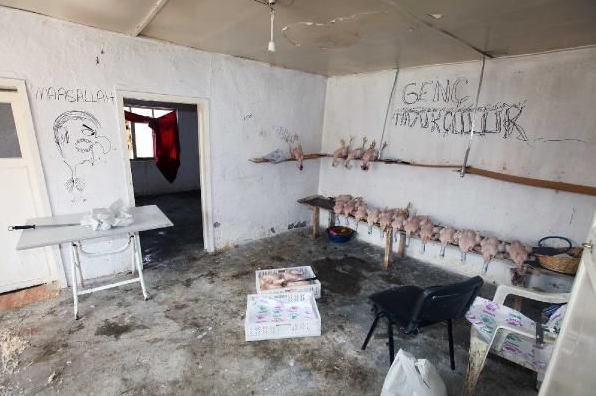 Kaçak tavuk kesimi yapanlara operasyon - Resim: 1