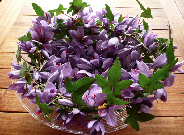 Bu bitkinin kilosu 20 bin lira - Resim: 2