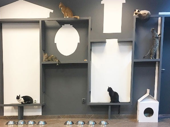 Bu cumhuriyet başka Avrupa'nın kedi cumhuriyeti - Resim: 2