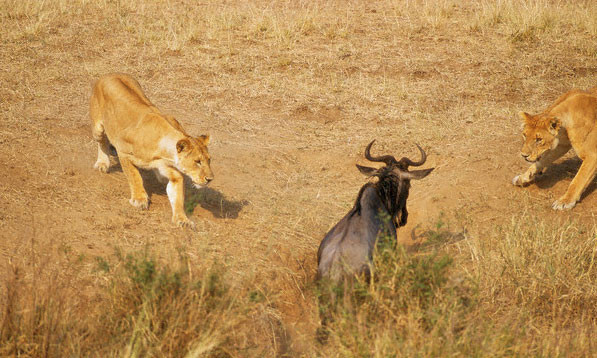 Av ile avcı yer değiştirirse - Resim: 2