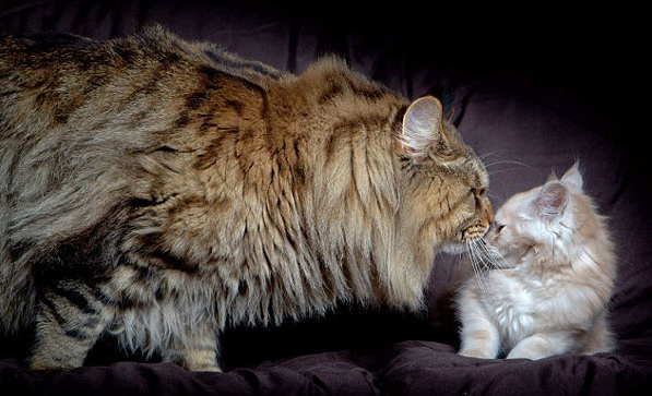 Bu hayvanlar görenleri çok şaşırtıyor - Resim: 1