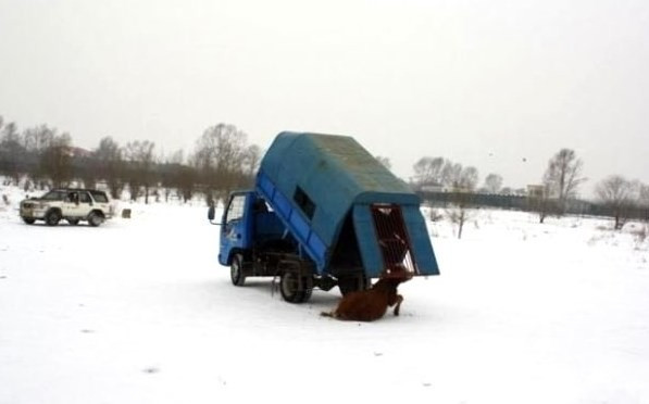 Canlı ineği kaplanlara yem ettiler! Vahşet sonraki karede - Resim: 3